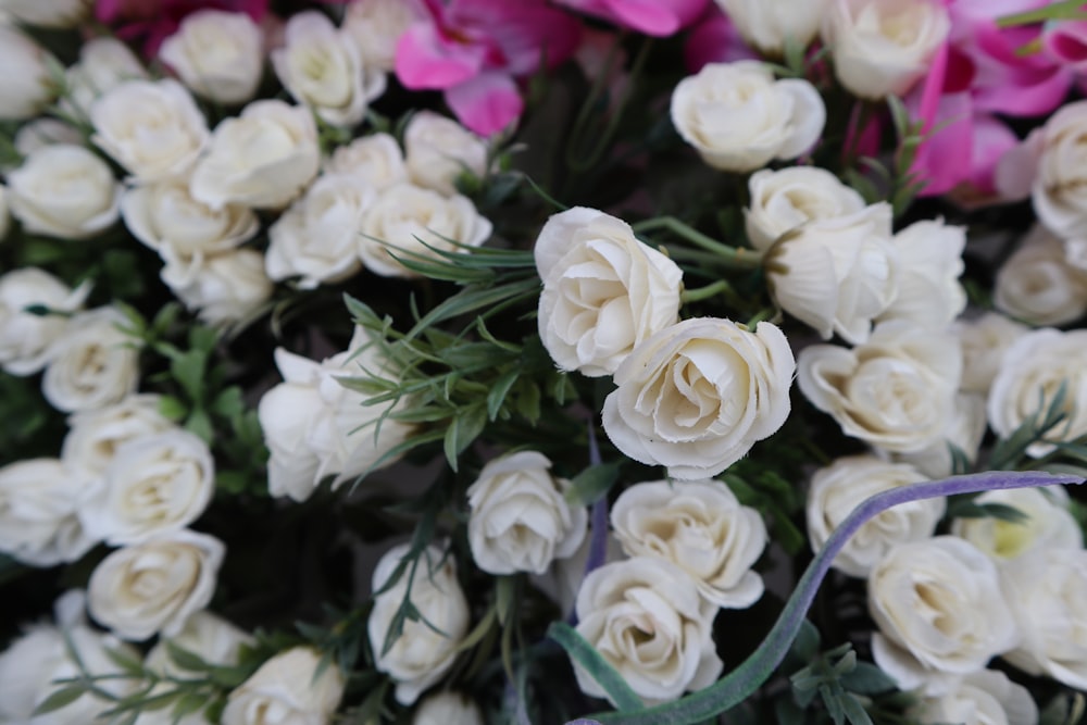 a group of white flowers