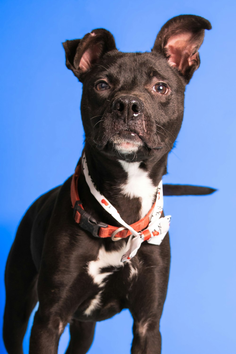 a dog with a knife in its mouth