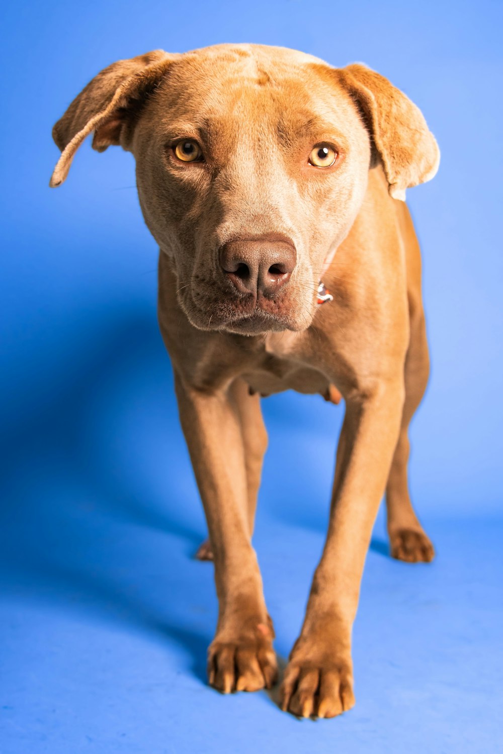 a dog standing on a blue surface