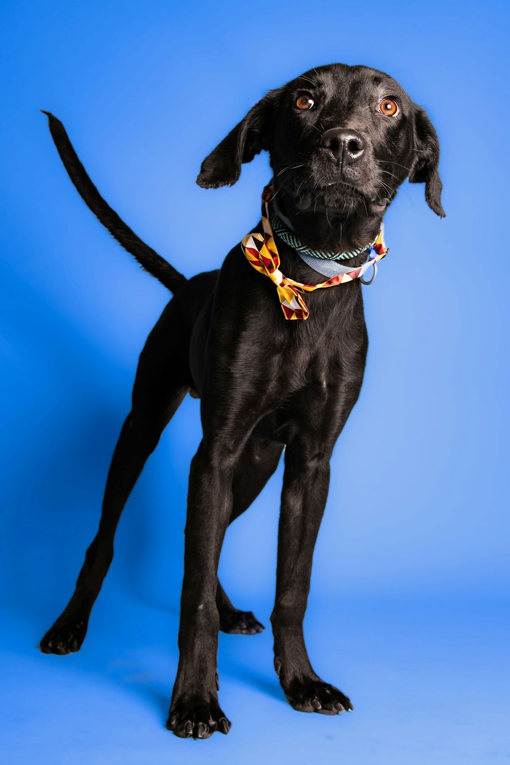 a black dog with a yellow collar