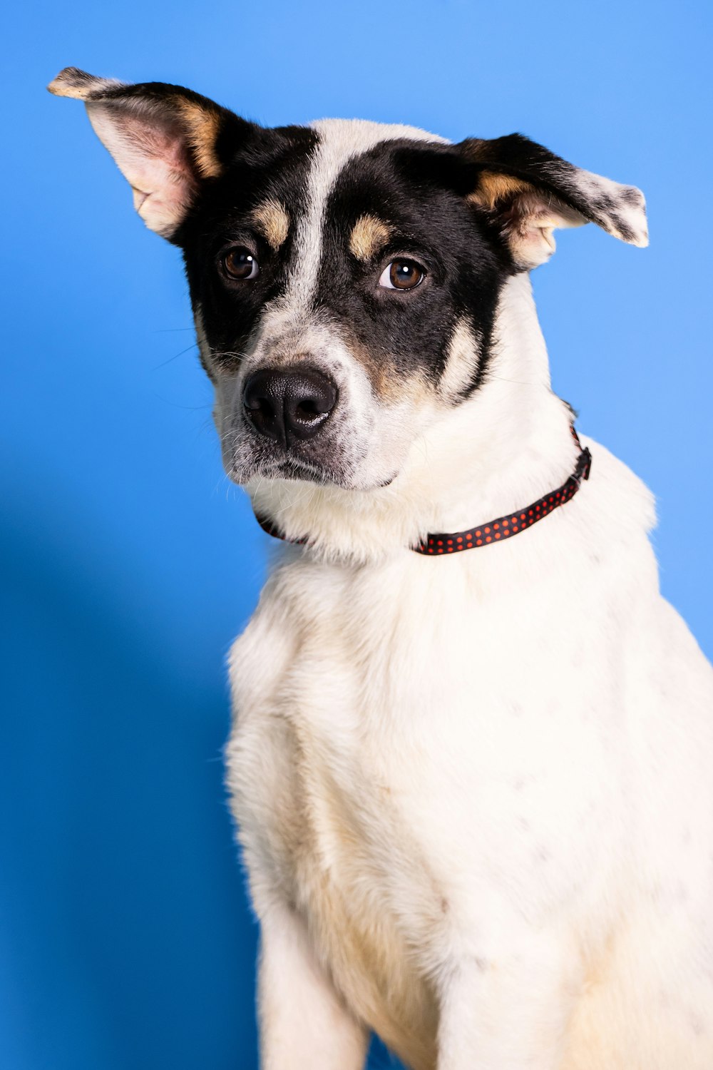 a black and white dog