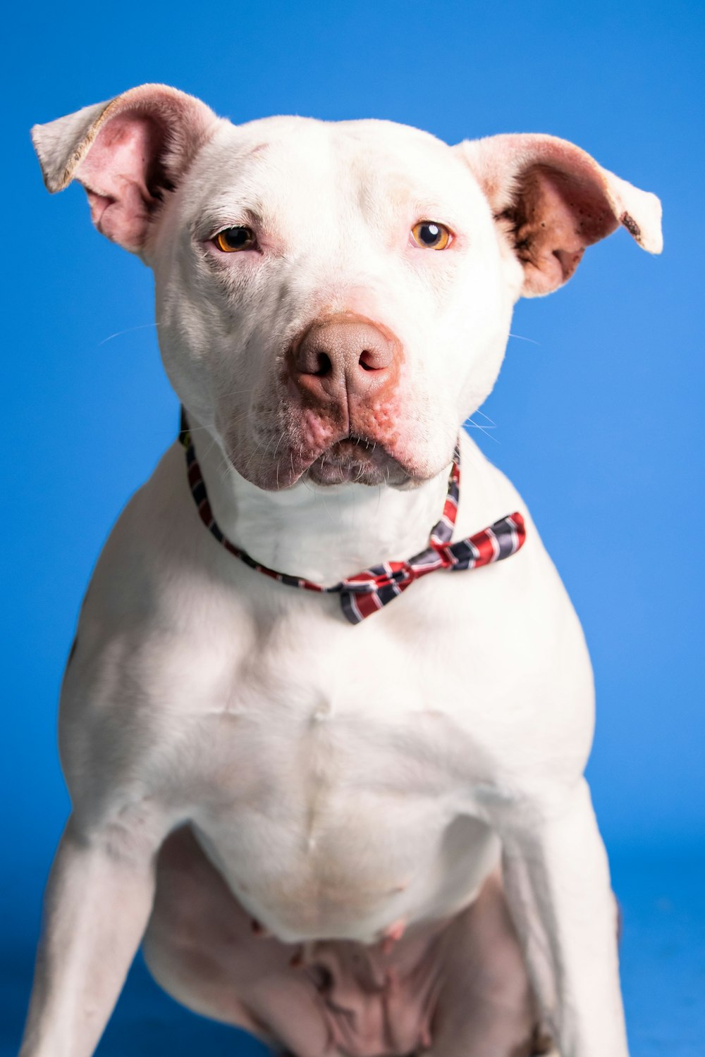 a white dog with a red collar