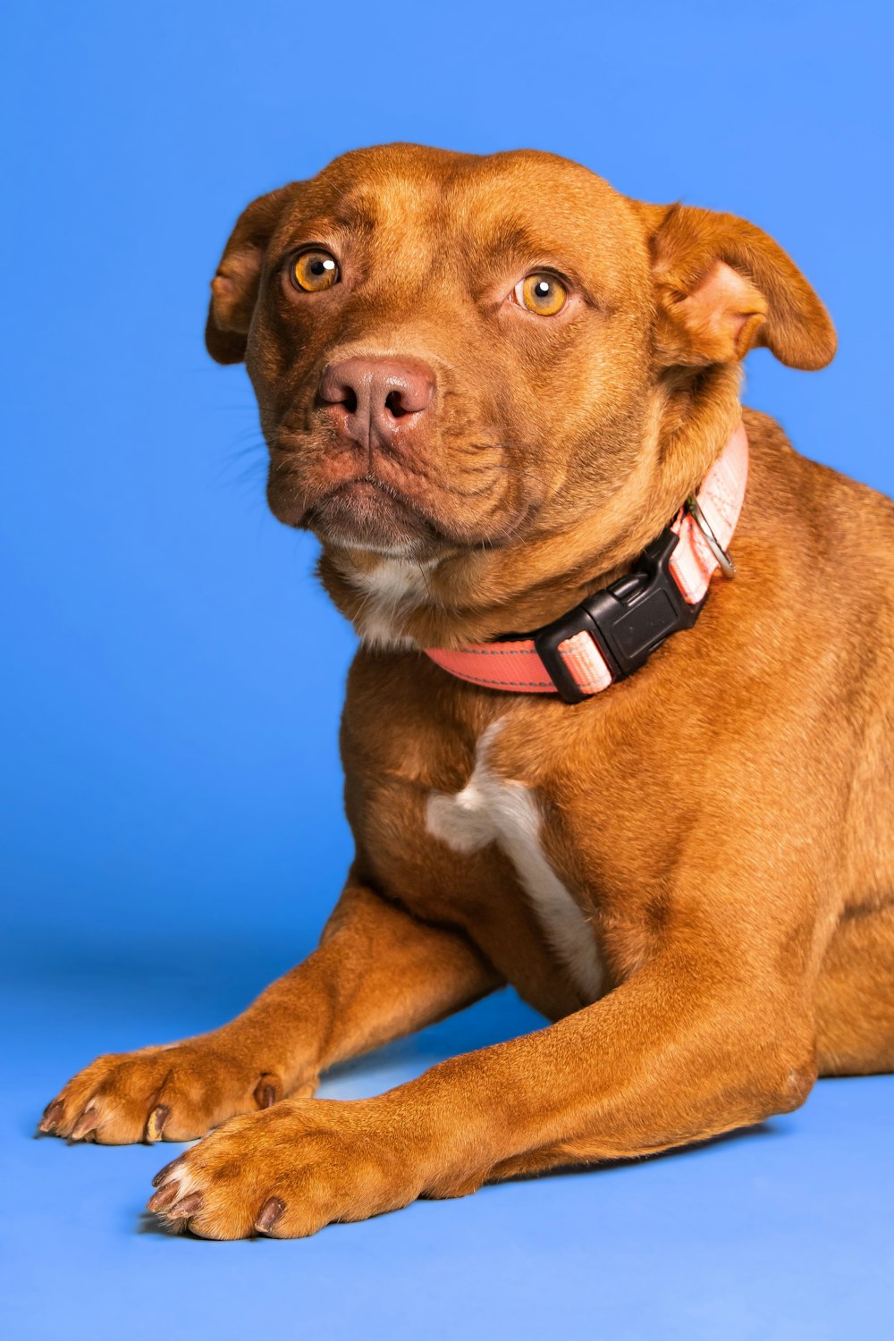 a dog sitting looking at the camera