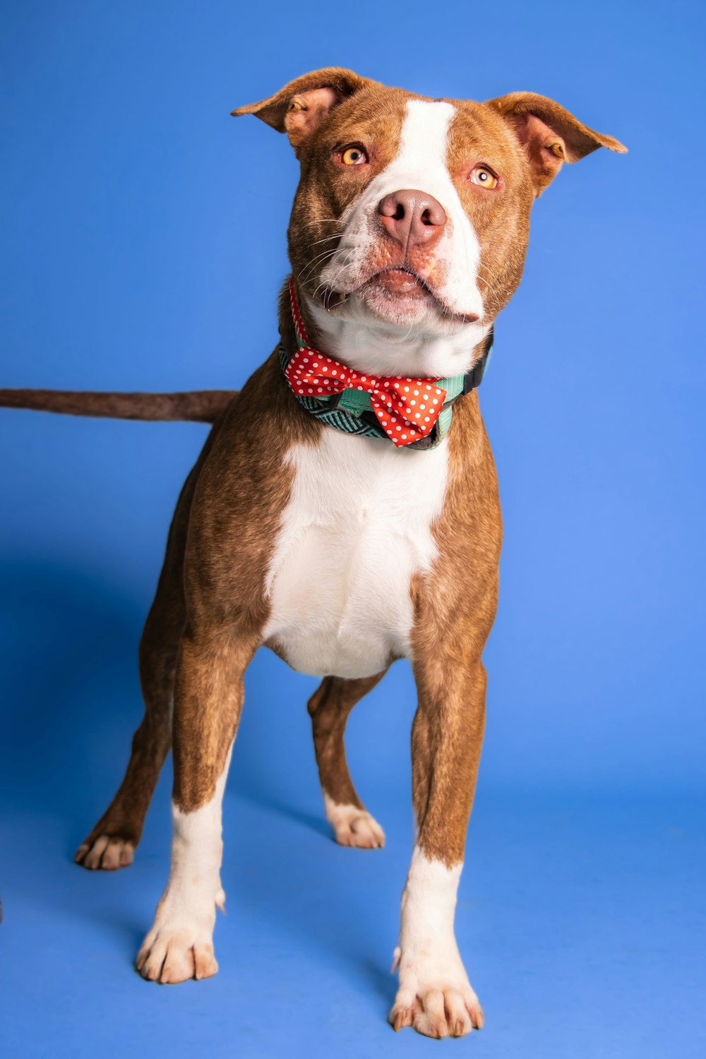 a dog with a red collar