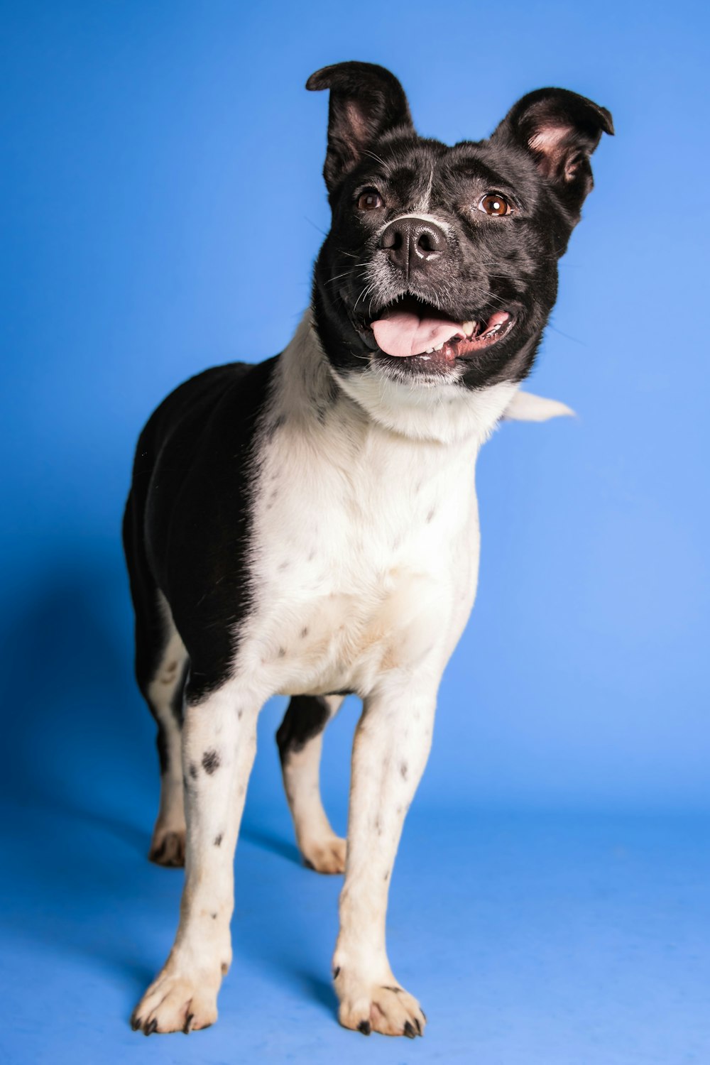 Ein Hund, der auf einer blauen Oberfläche läuft