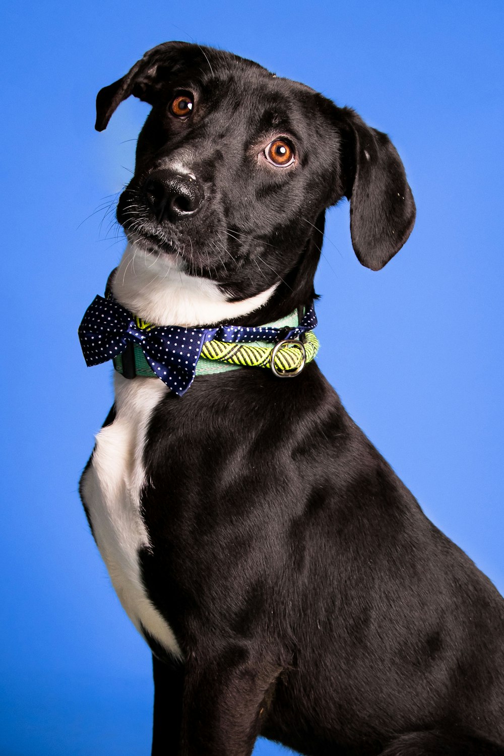 a dog wearing a bow tie