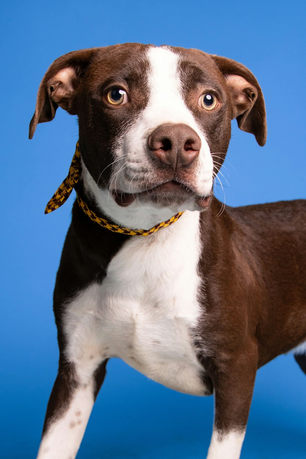 a dog with a yellow collar