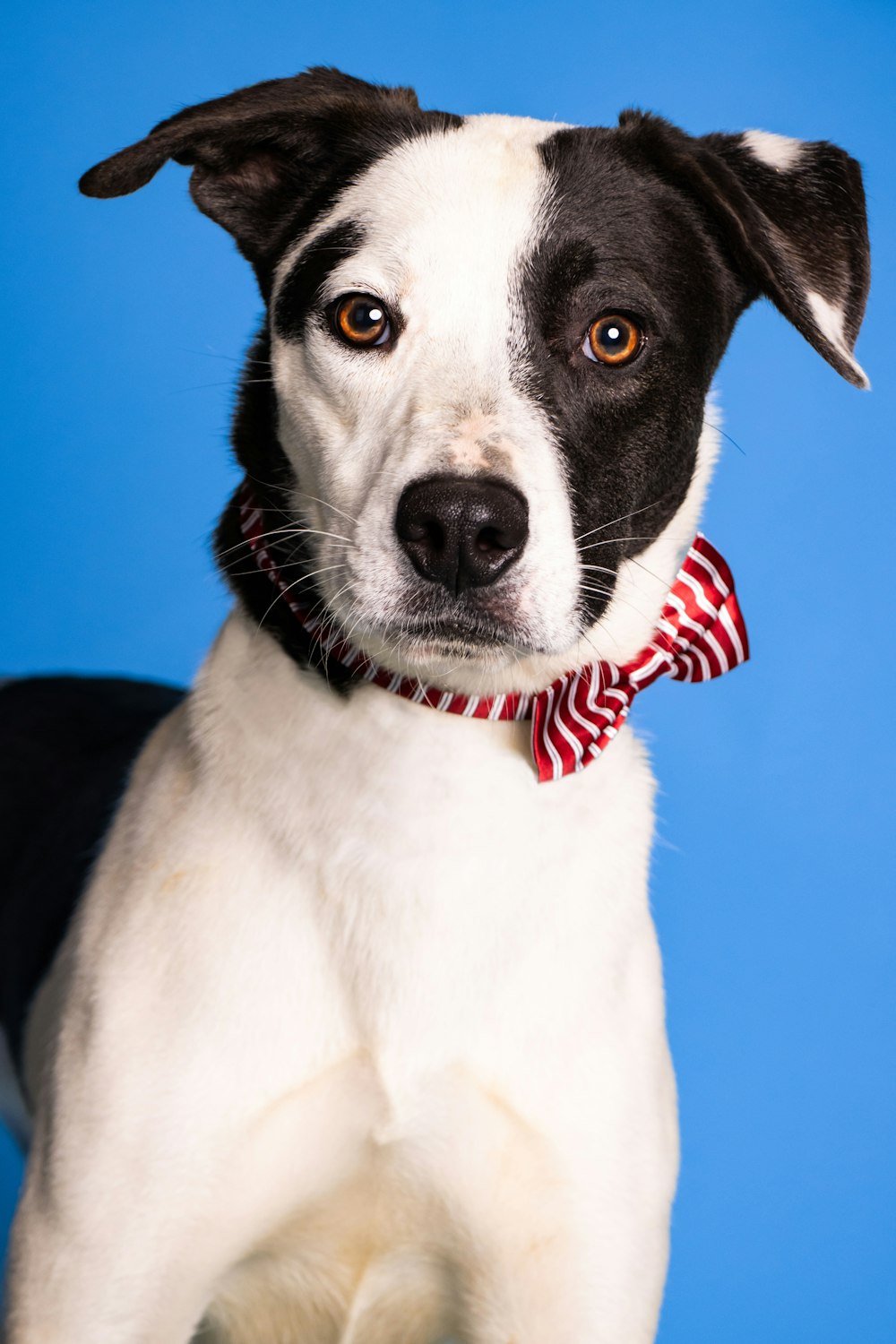 a dog with a red collar