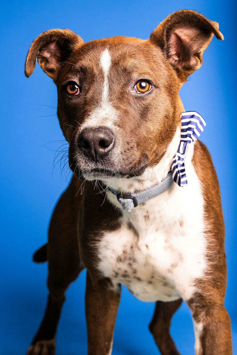 a dog with a blue collar