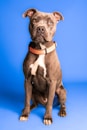 a dog sitting looking at the camera