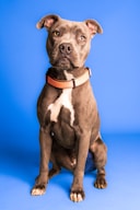 a dog sitting looking at the camera