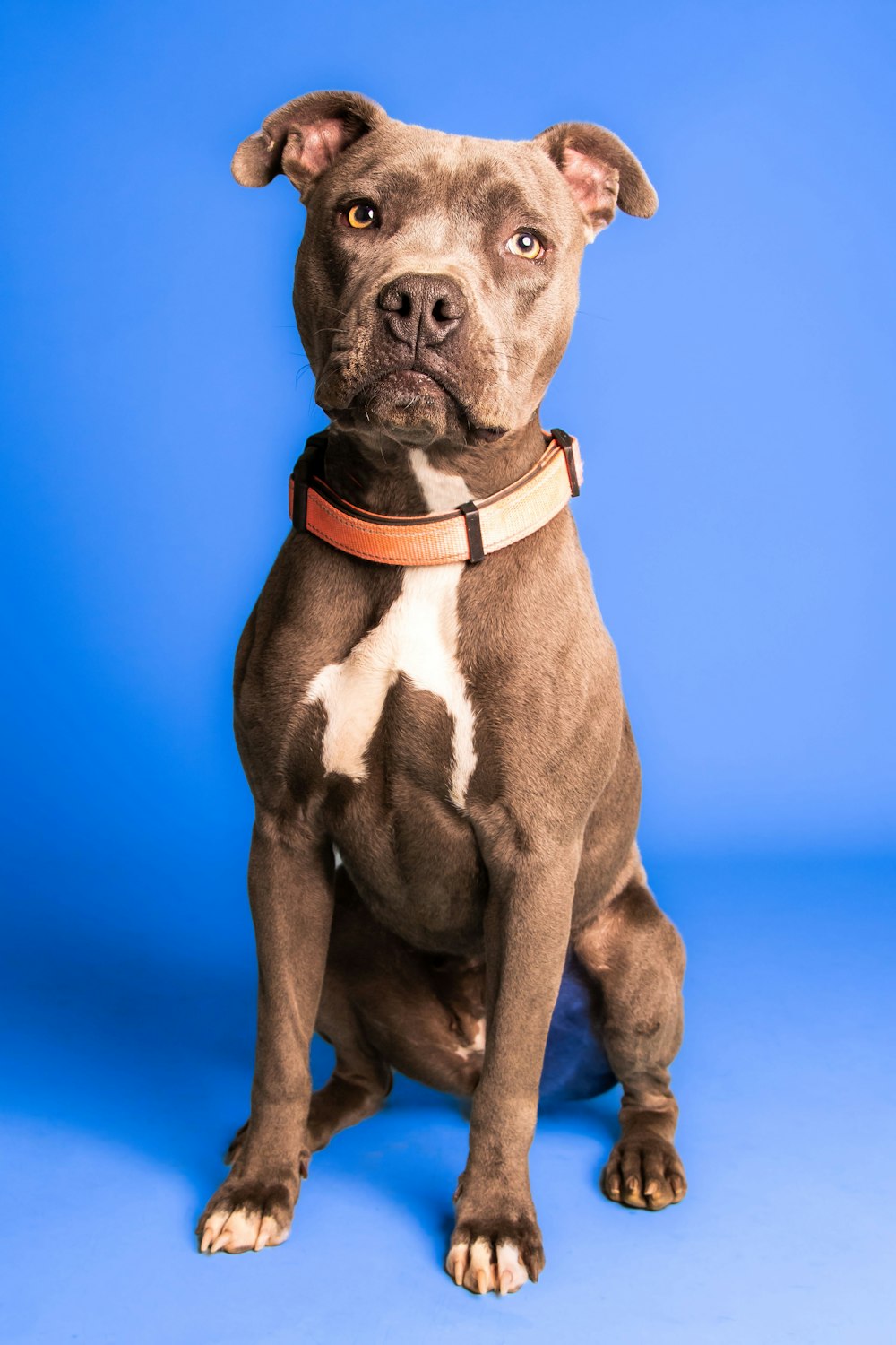 a dog sitting looking at the camera