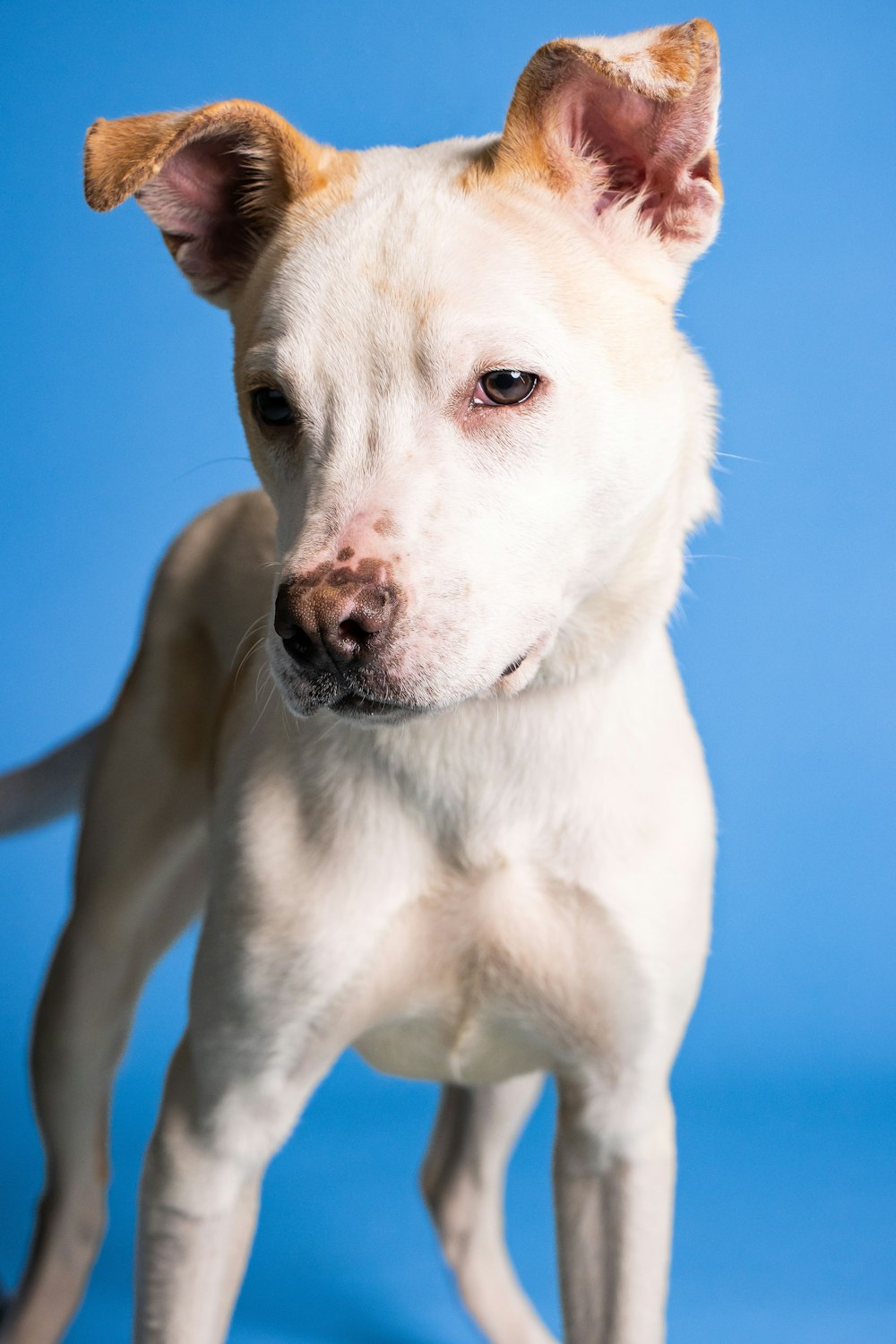a white dog with a blue background