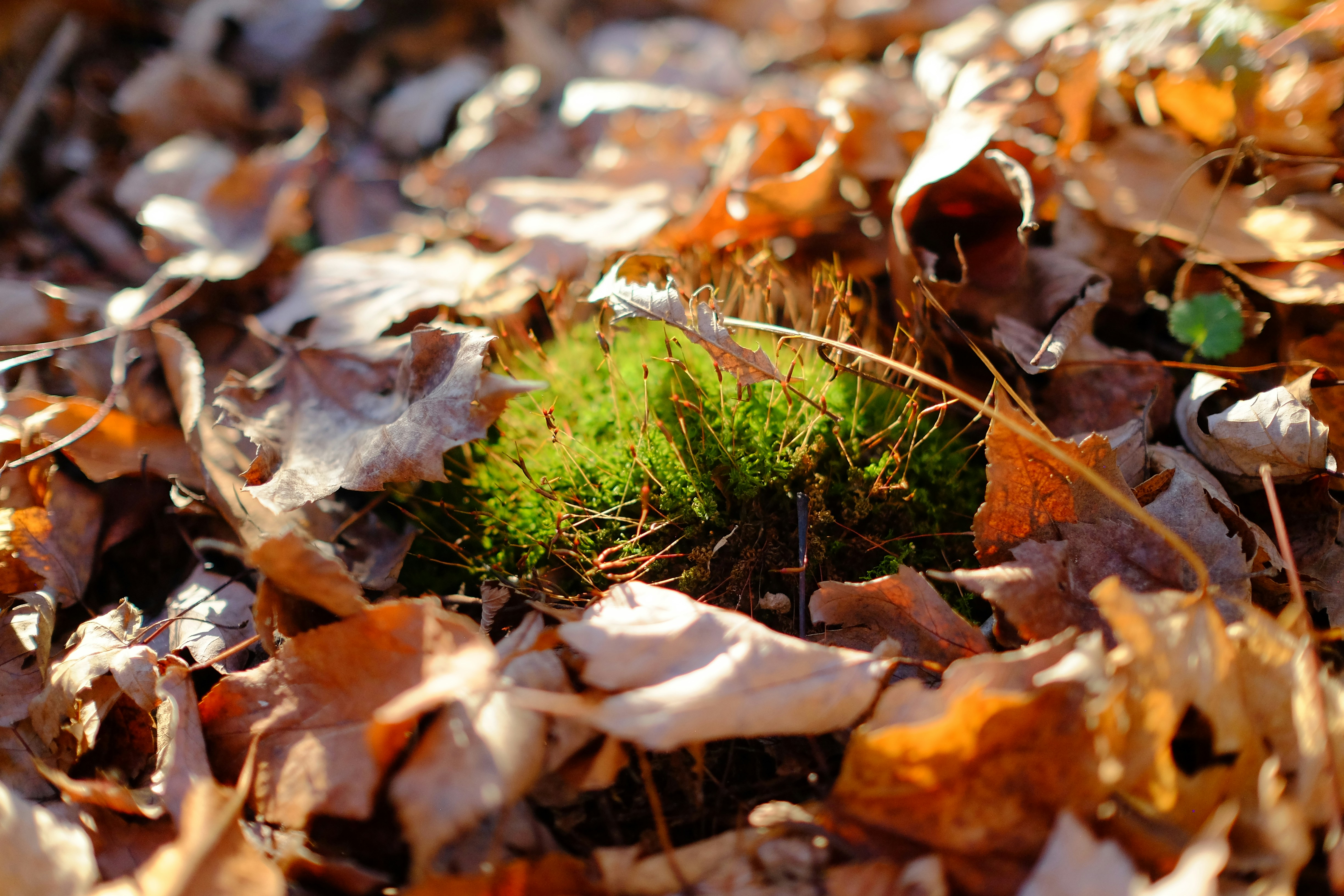 Photo by andreas_qie