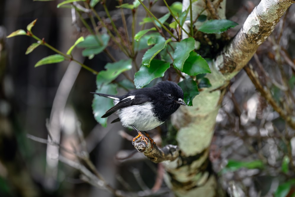 a bird perched on a branch