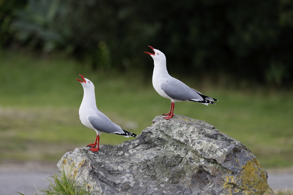 a group of birds on a rock