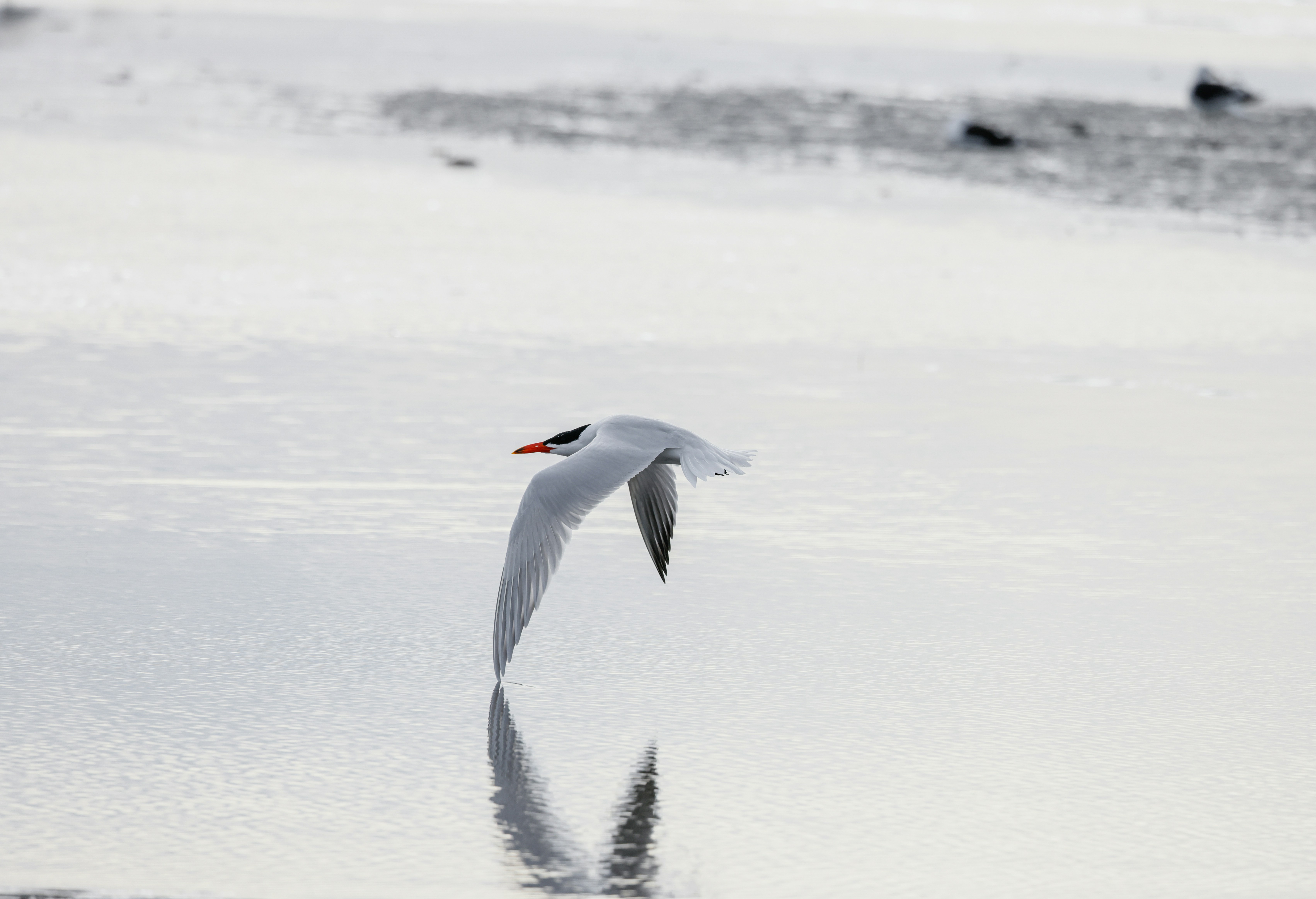 a bird flying over water
