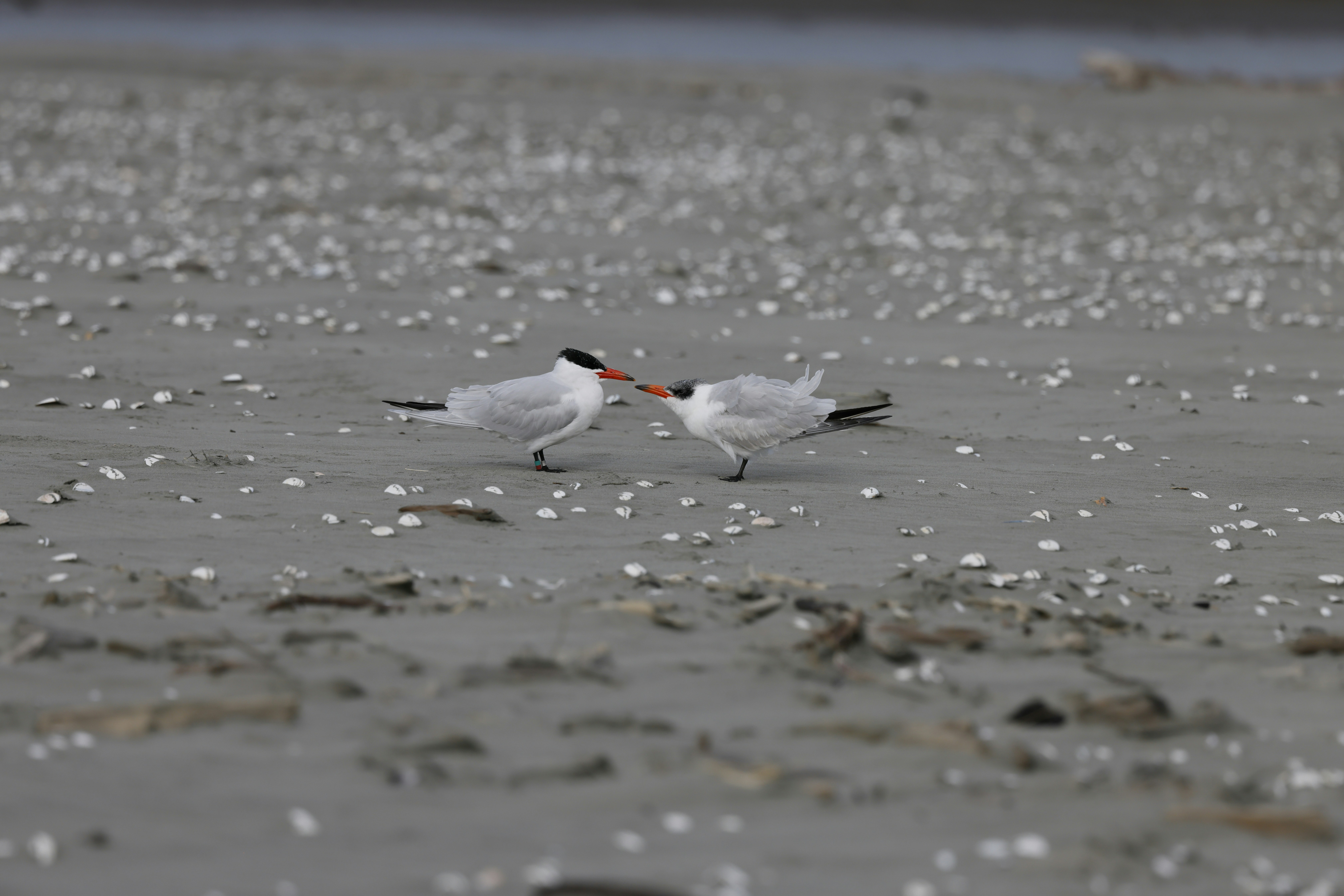 birds on the beach