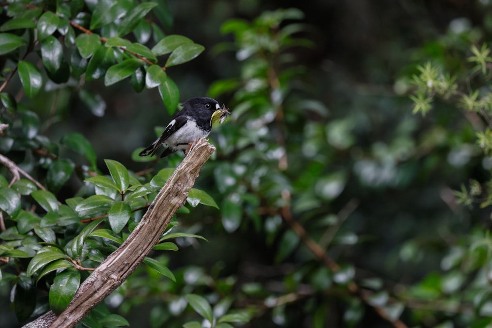 a bird sits on a branch