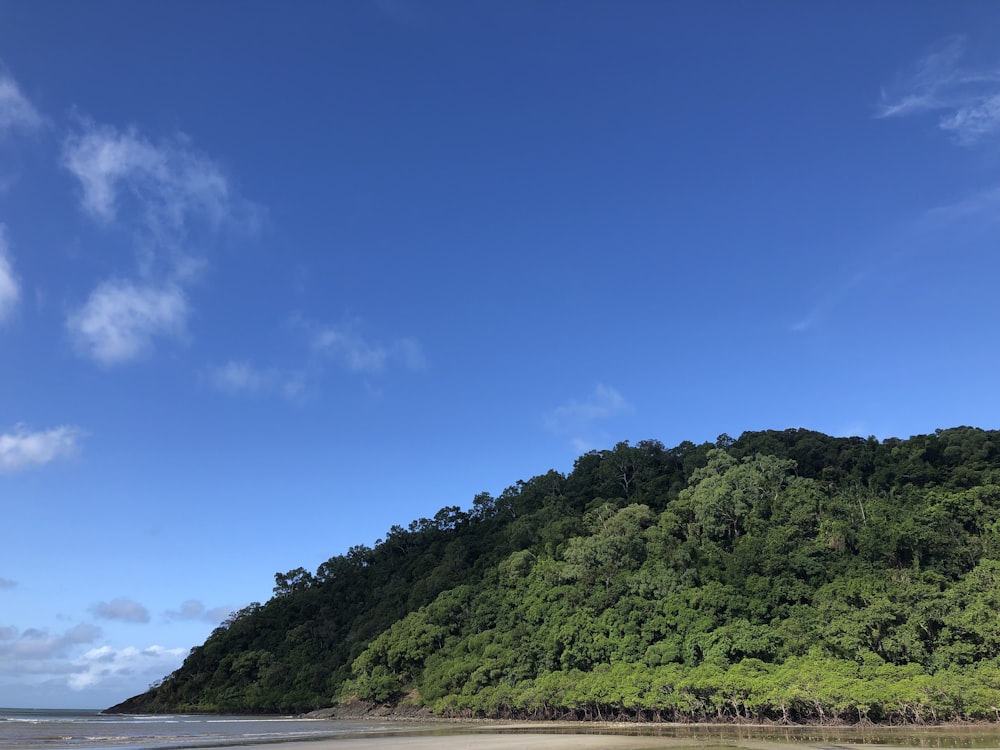 a hill with trees on it