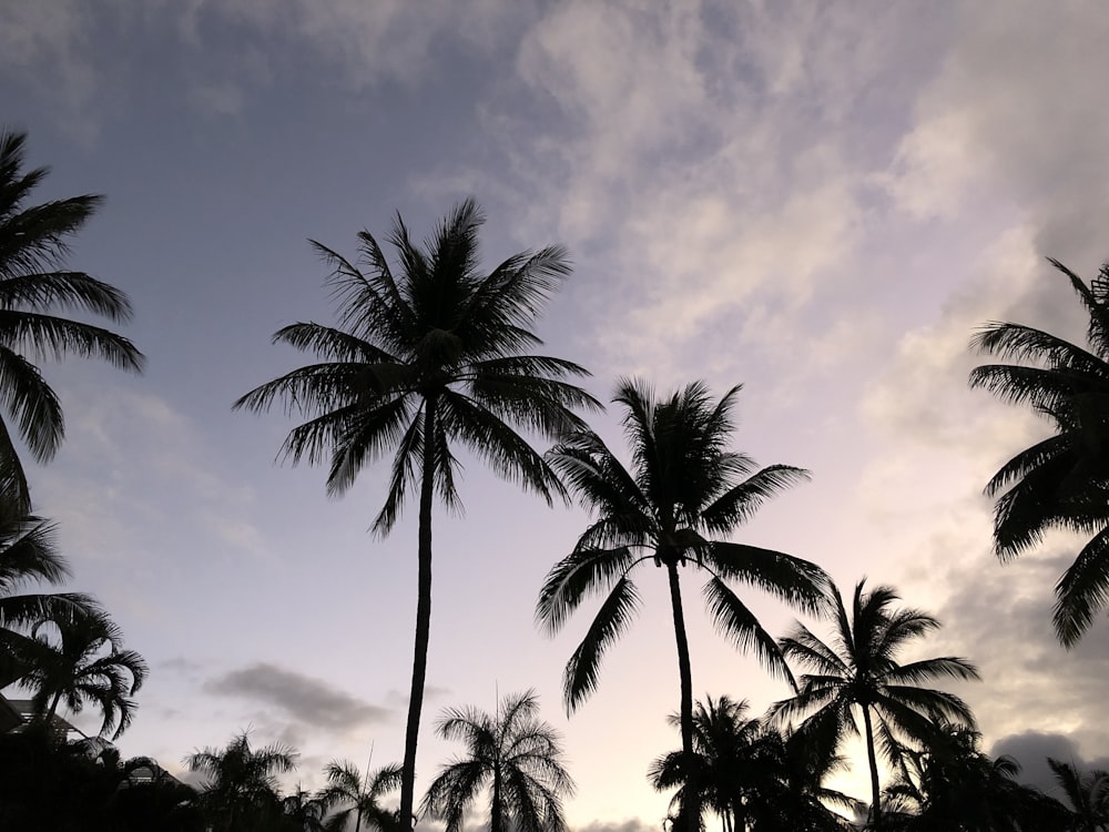 a group of palm trees