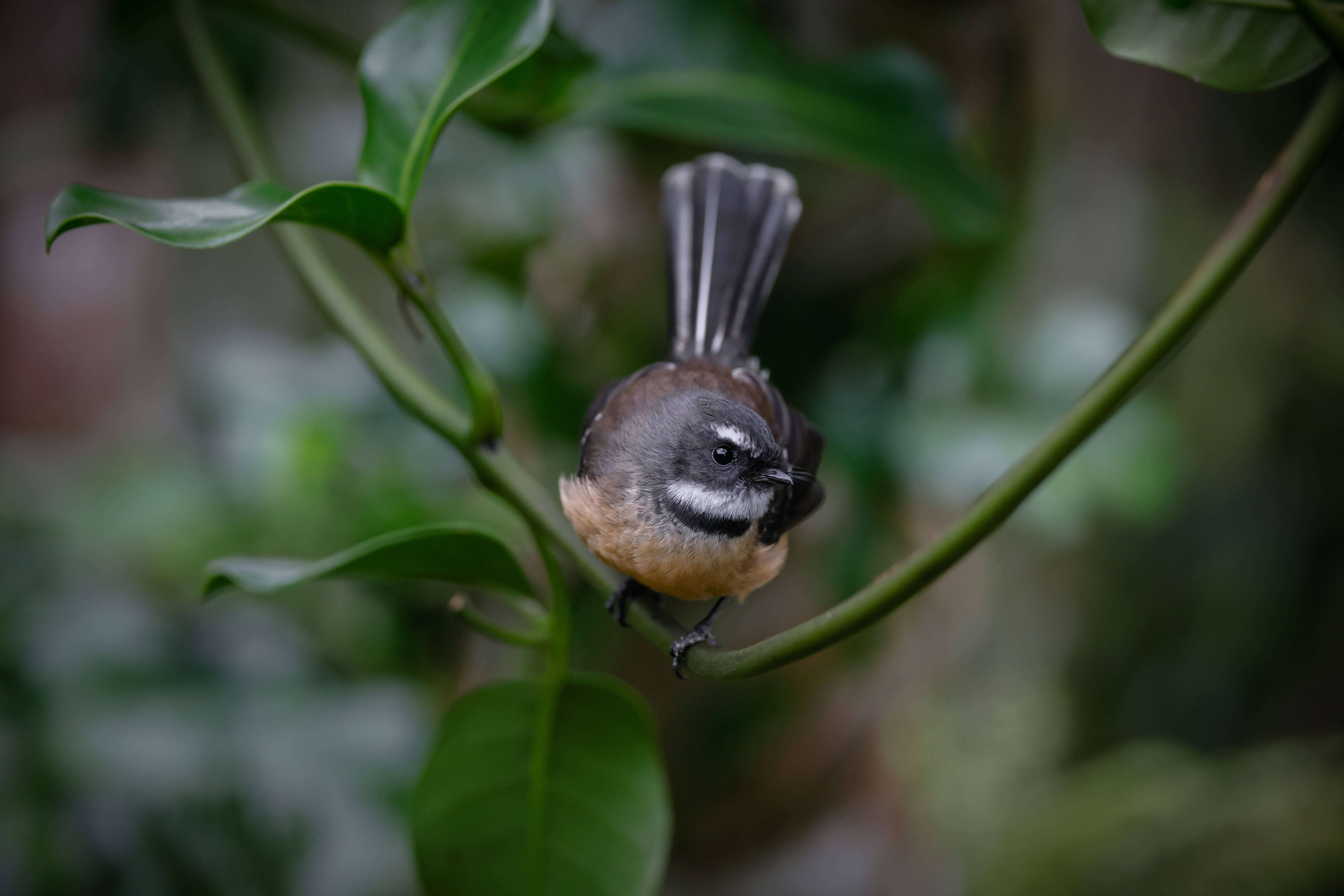 a small bird on a branch
