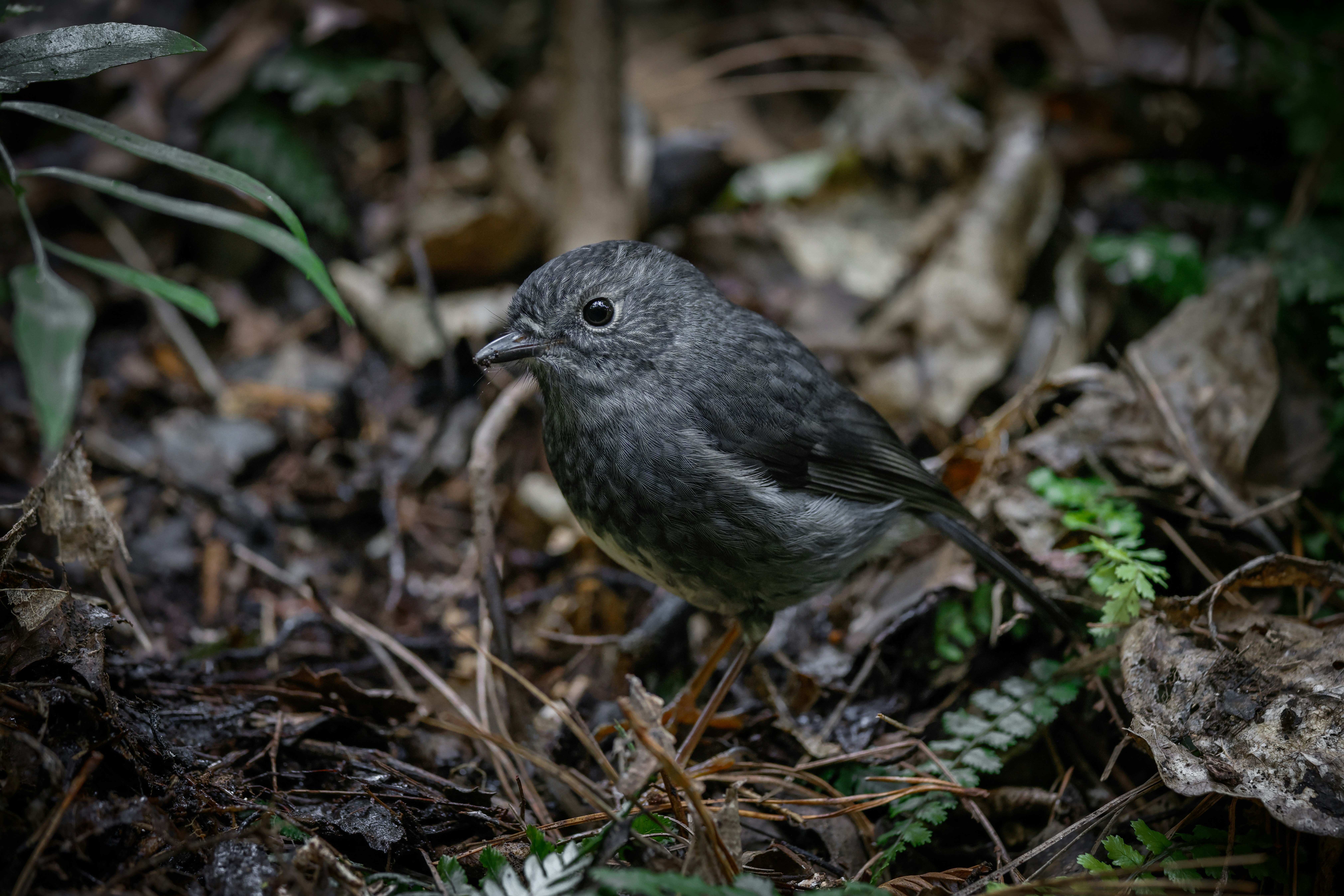 Photo by tonystoddard