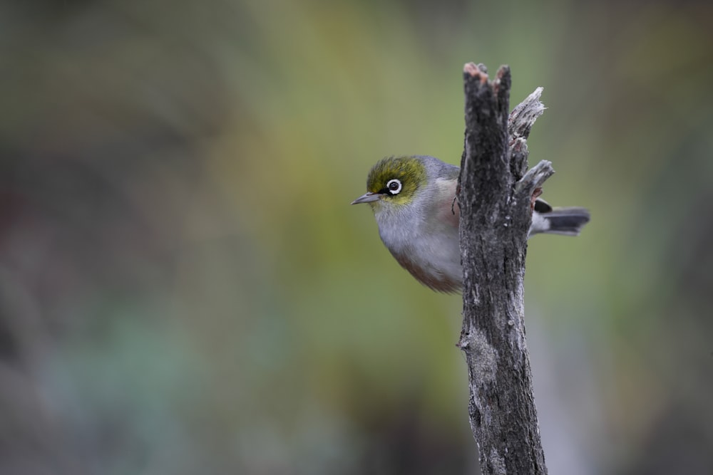 un oiseau sur une branche