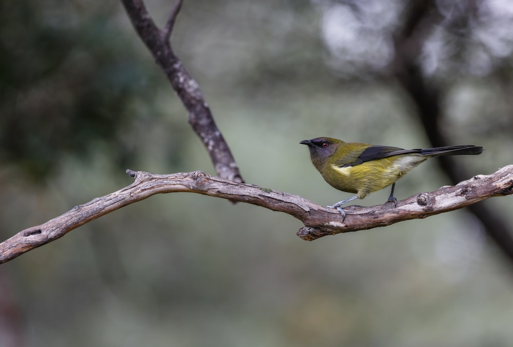 Un pájaro amarillo en una rama