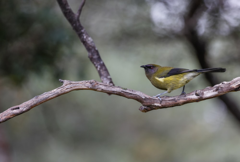 a yellow bird on a branch