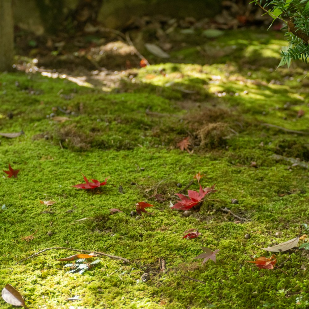 a group of red flowers on grass