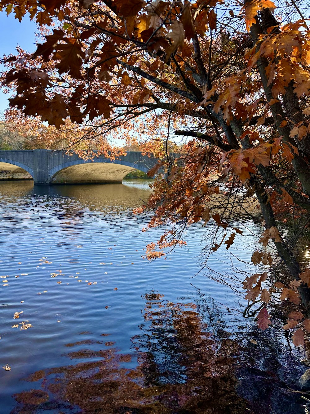a body of water with trees around it and a bridge in the background