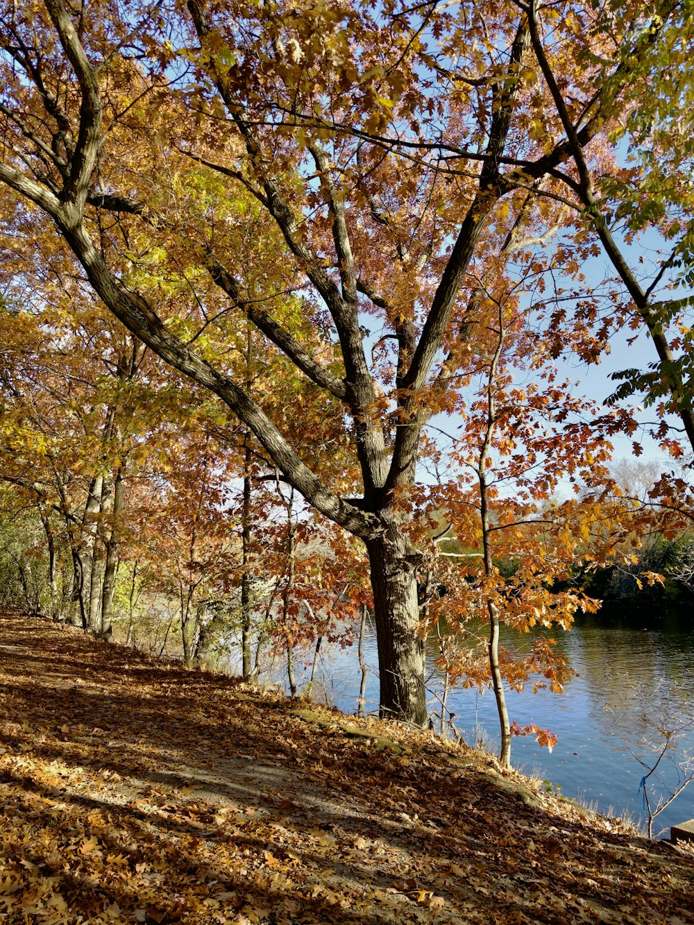 a river with trees on either side