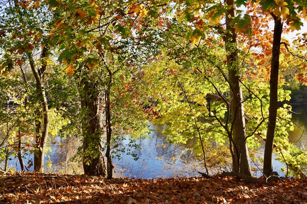 a river with trees around it