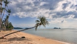 a beach with palm trees and a body of water