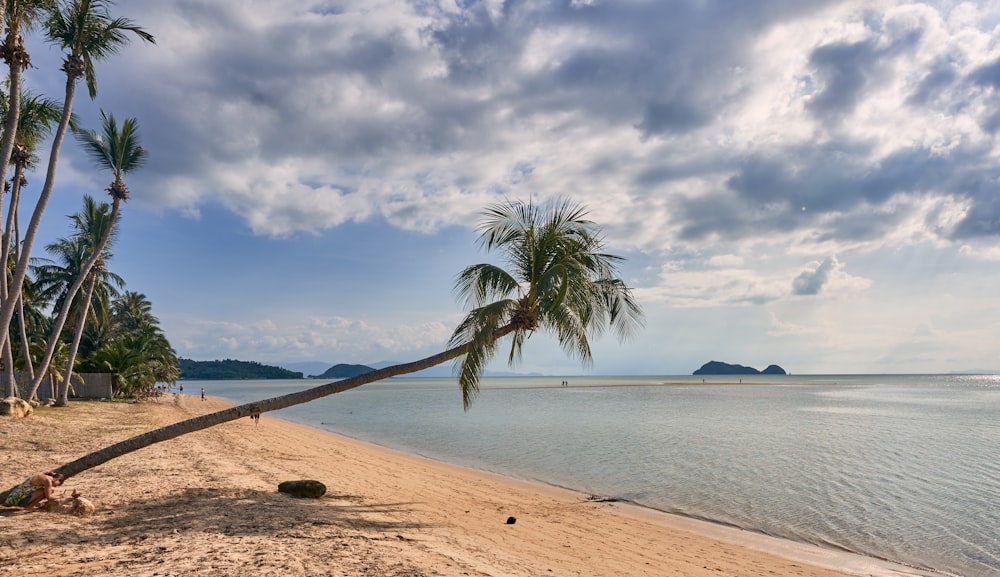 uma praia com palmeiras e um corpo de água
