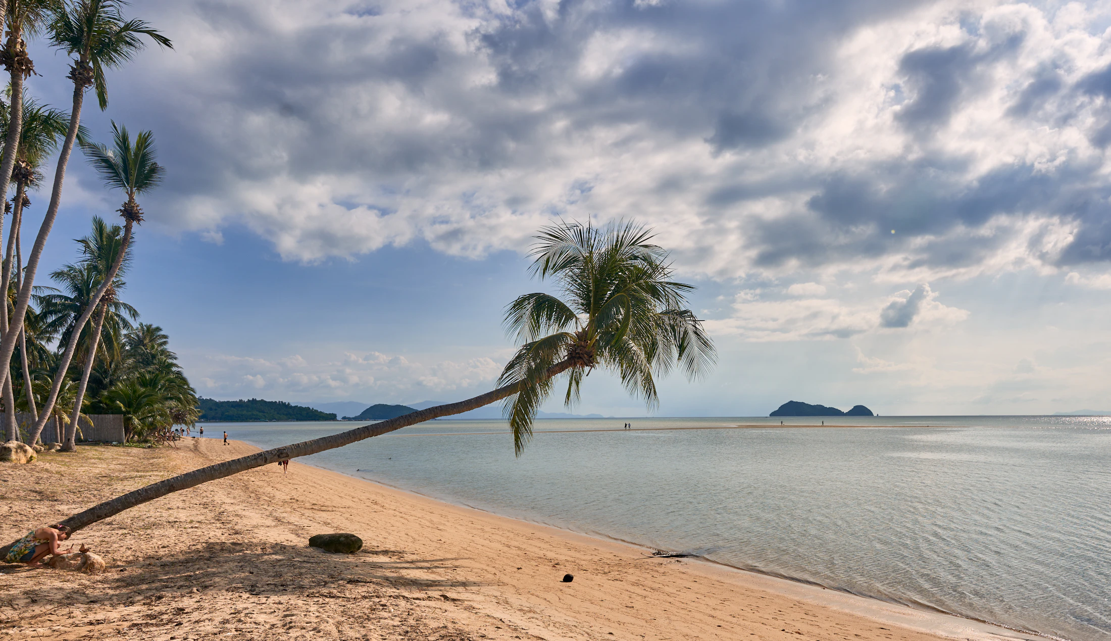Palm trees along the water on a Ko Pha-ngan beach