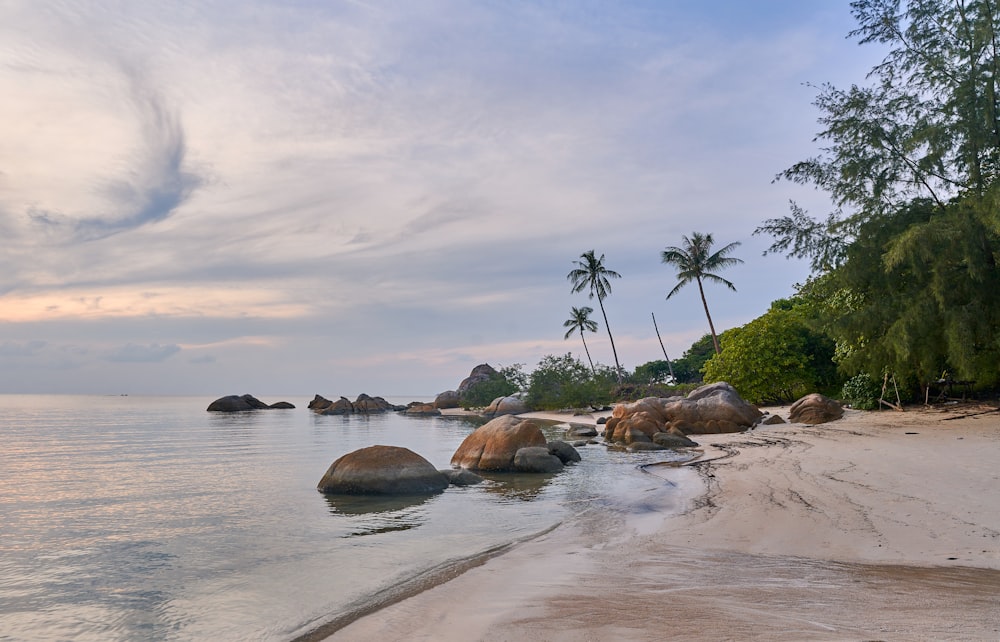 a beach with rocks and trees