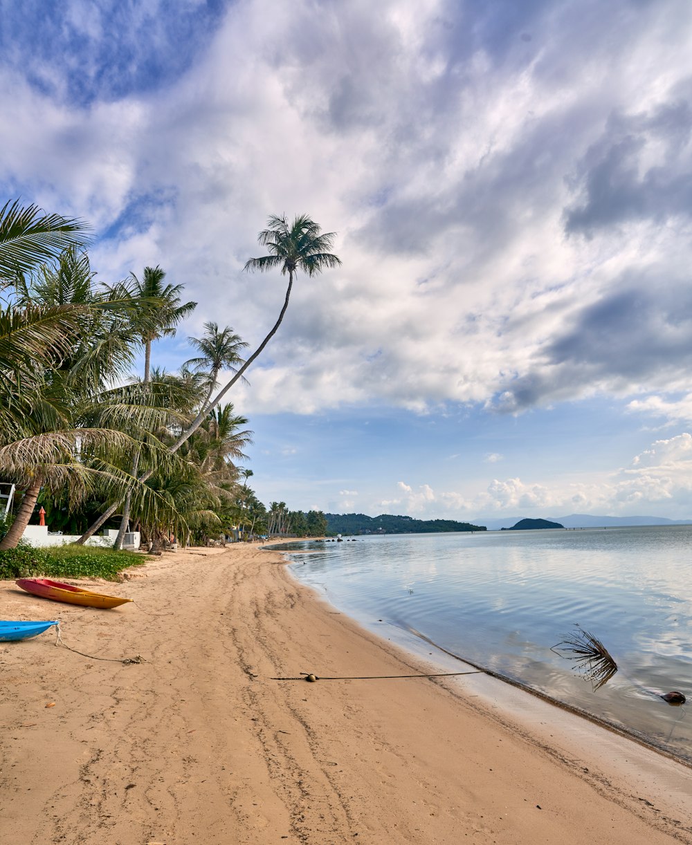 a sandy beach with palm trees and a body of water