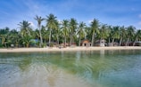 a beach with palm trees and a body of water