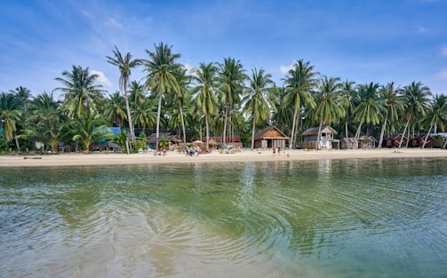 a beach with palm trees and a body of water