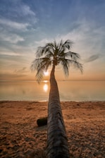 a palm tree on a beach