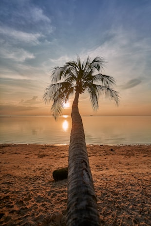 a palm tree on a beach