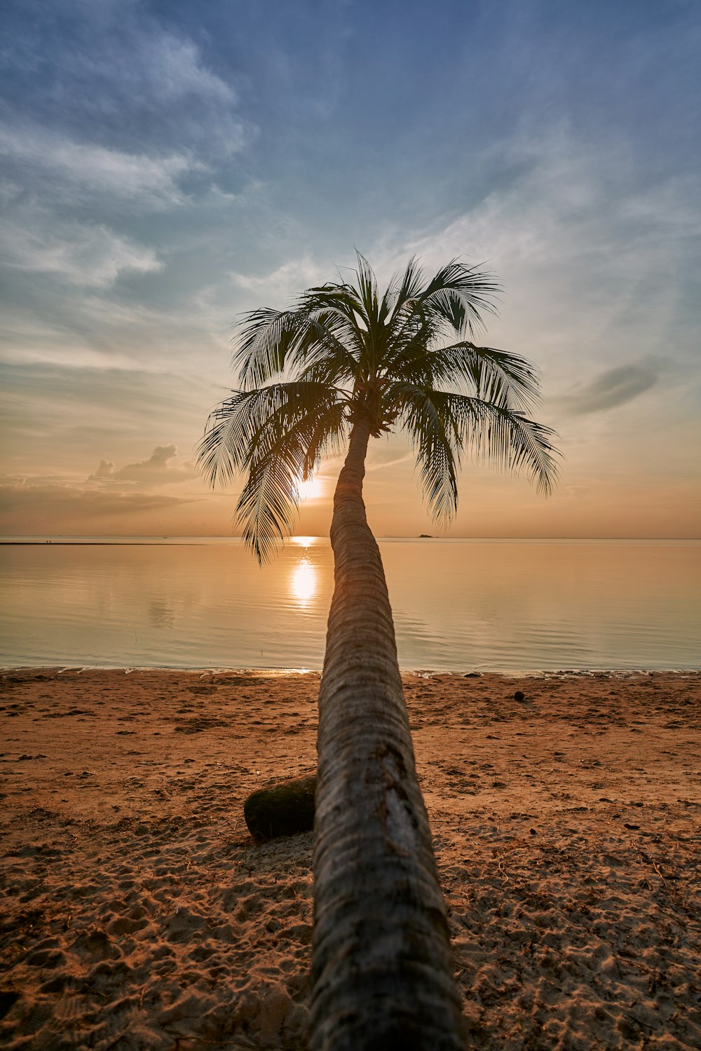 a palm tree on a beach