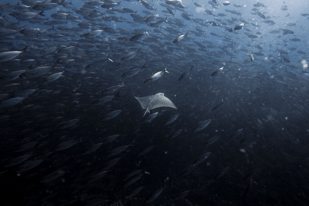 Eine Gruppe von Fischen, die im Wasser schwimmen