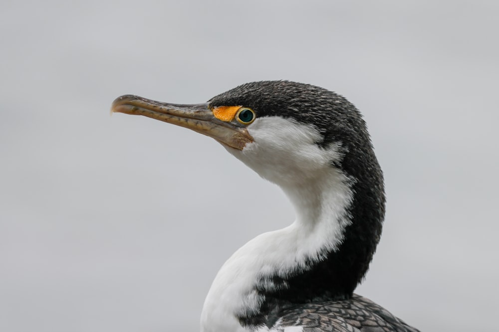 a bird with a long beak