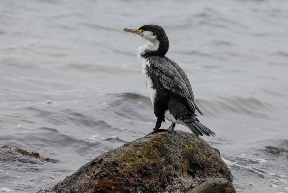 a bird standing on a rock