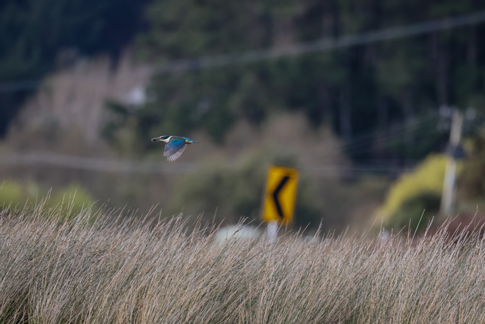 a bird flying over a field