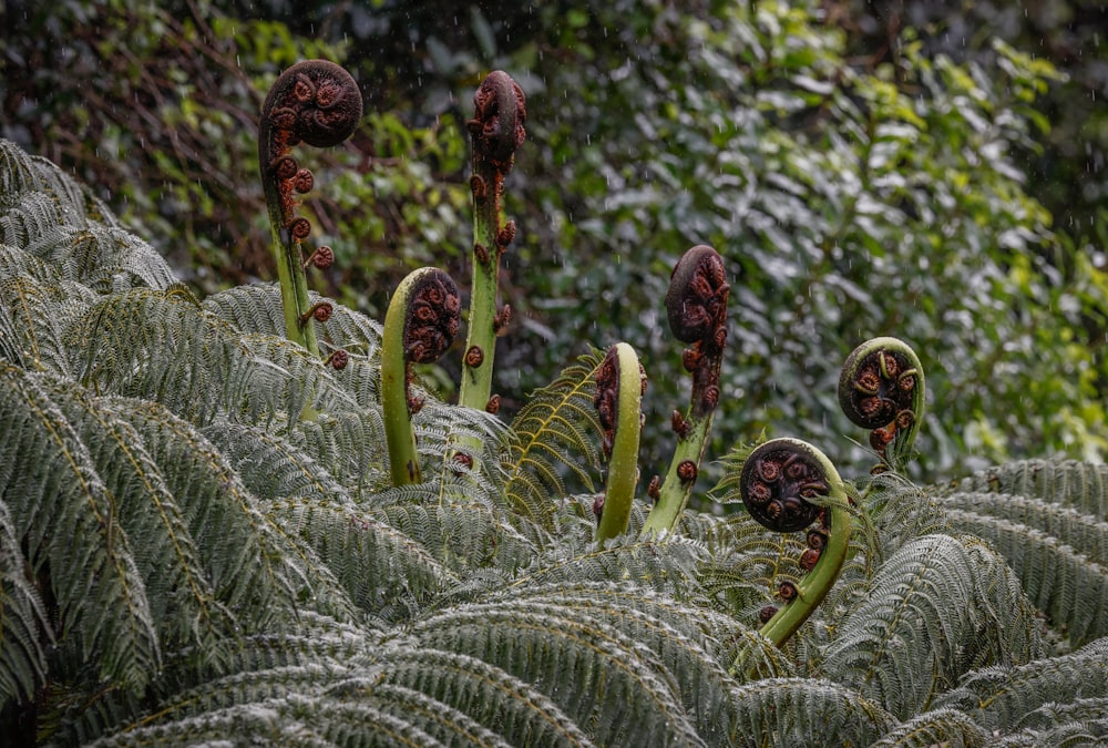 a close up of a cactus