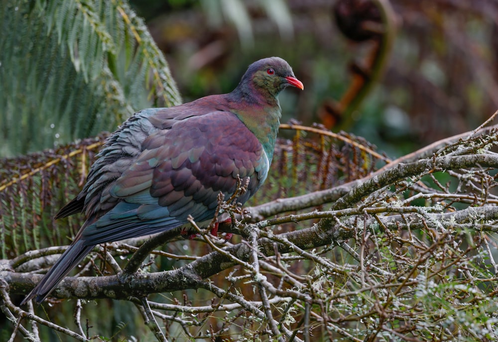 a colorful bird on a branch